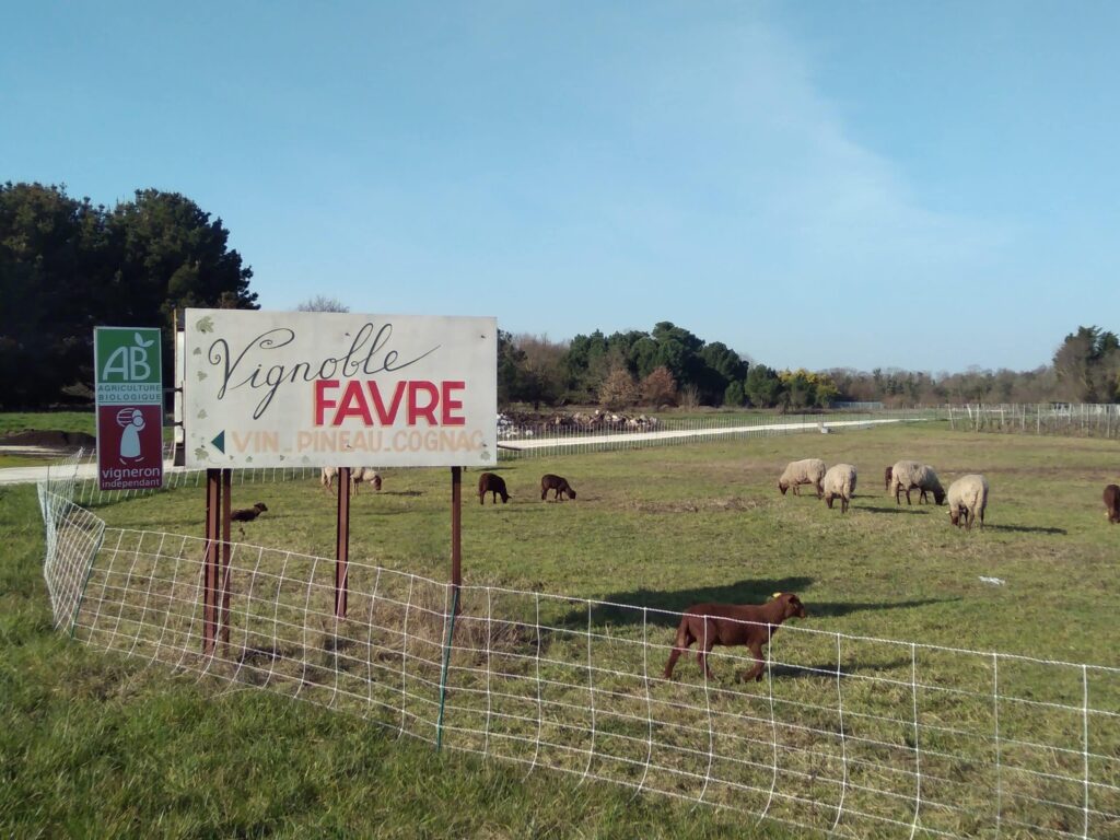 Vignoble Fabre - Dégustation de vin à Oléron